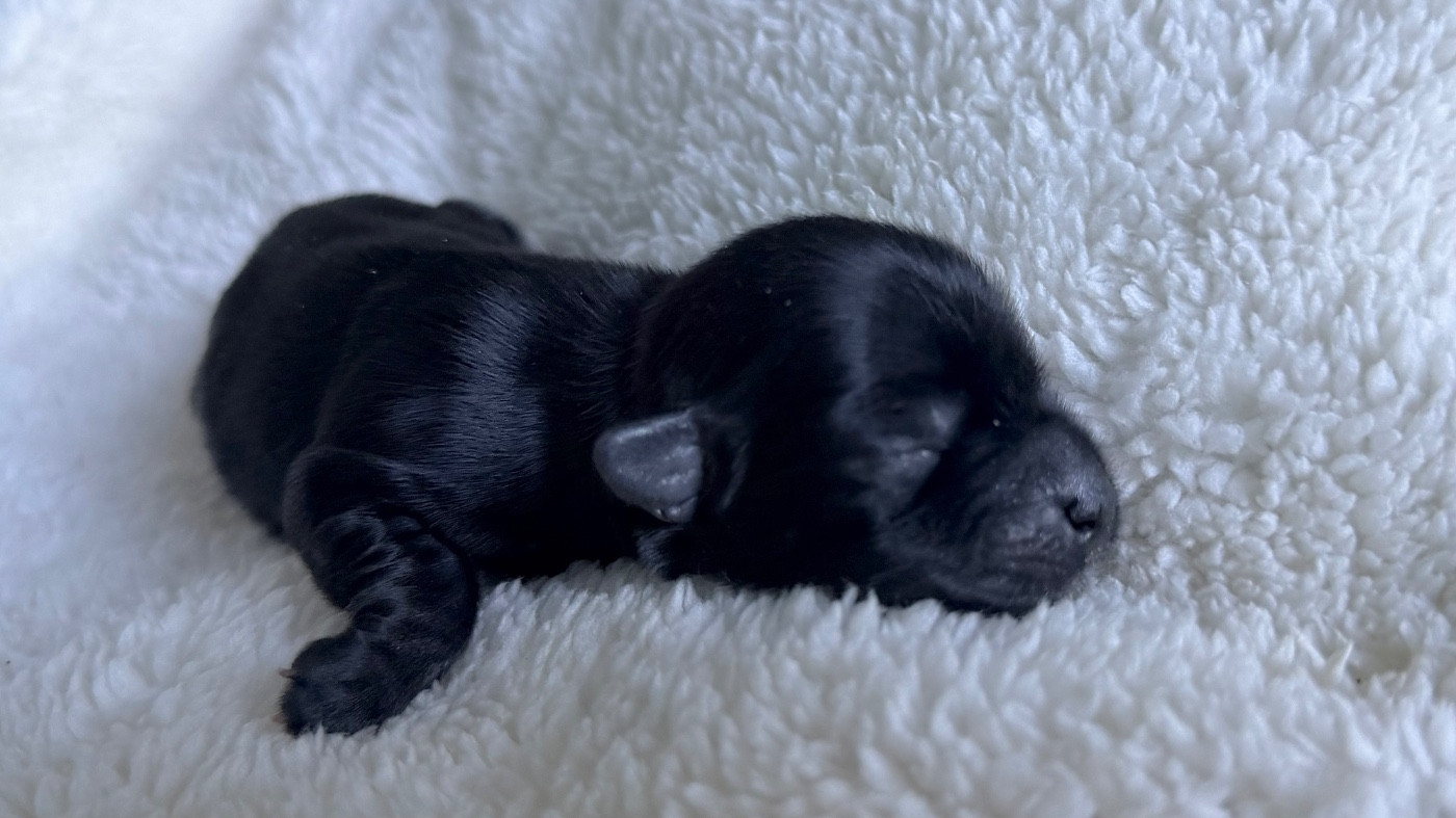 De La Vallée Du Petit Pré - Chiots disponibles - Bichon Havanais