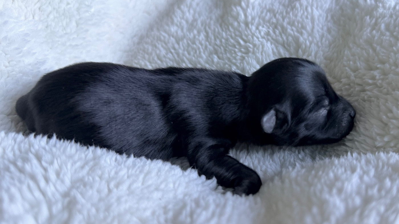 De La Vallée Du Petit Pré - Chiots disponibles - Bichon Havanais