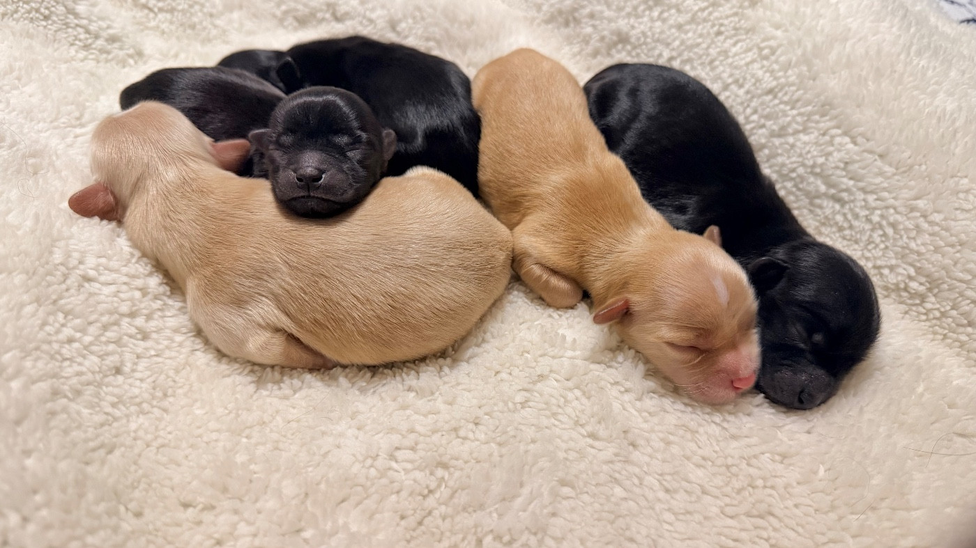 De La Vallée Du Petit Pré - Bichon Havanais - Portée née le 04/01/2026