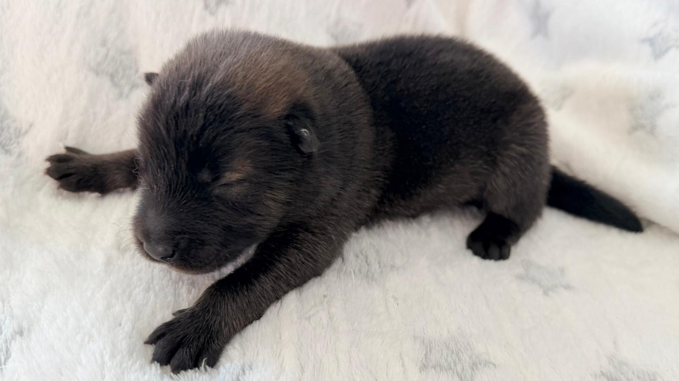 De La Vallée Du Petit Pré - Chiots disponibles - Eurasier
