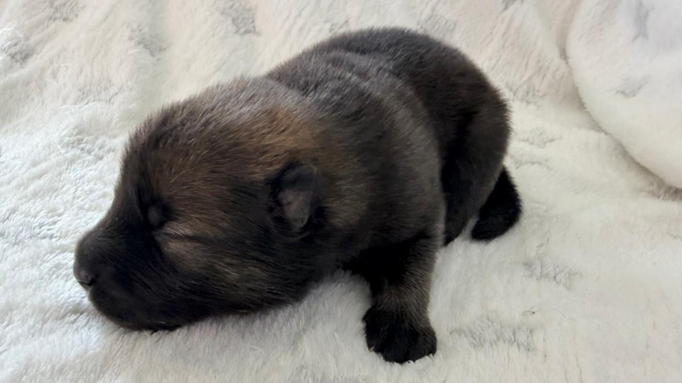 De La Vallée Du Petit Pré - Chiots disponibles - Eurasier
