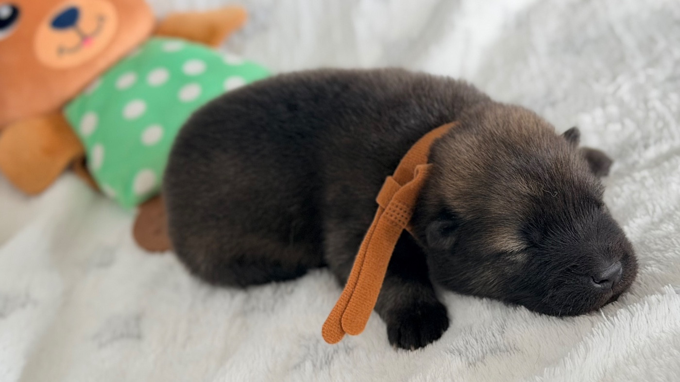 De La Vallée Du Petit Pré - Chiots disponibles - Eurasier