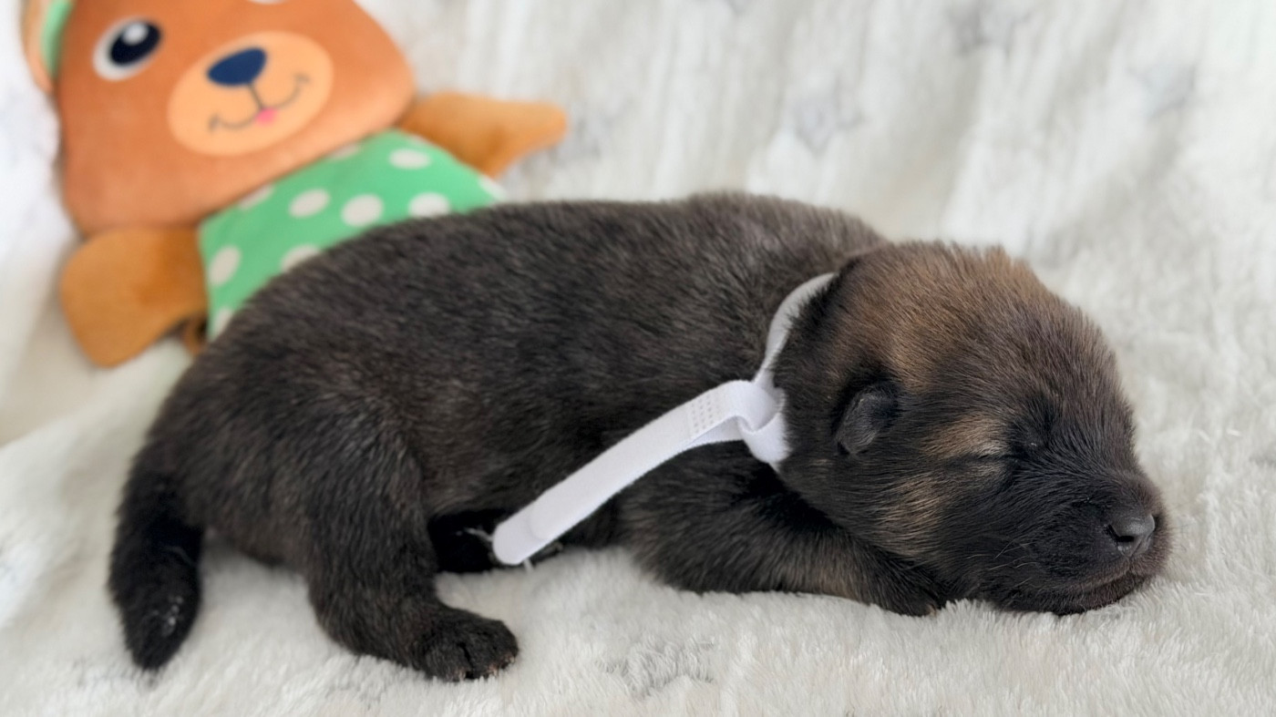 De La Vallée Du Petit Pré - Chiots disponibles - Eurasier