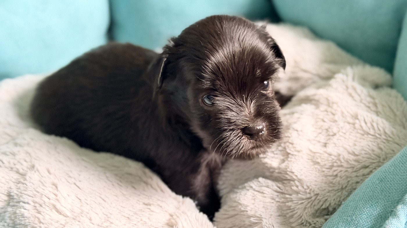 De La Vallée Du Petit Pré - Chiots disponibles - Bichon Havanais