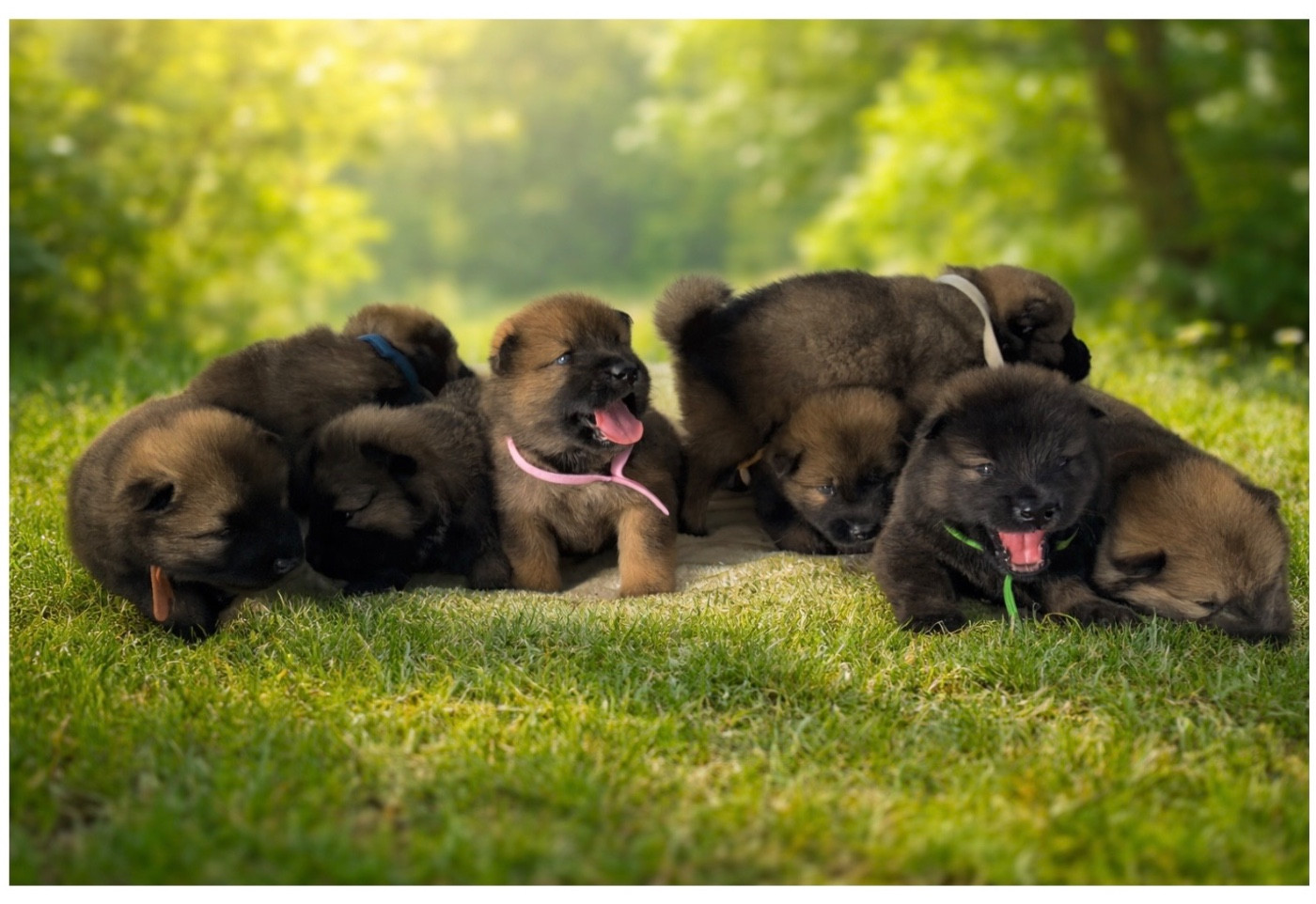 De La Vallée Du Petit Pré - Eurasier - Portée née le 22/01/2026