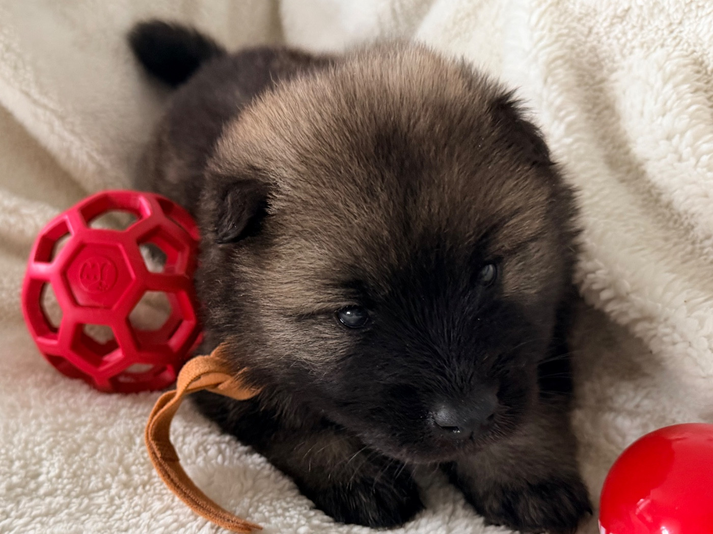 De La Vallée Du Petit Pré - Chiots disponibles - Eurasier