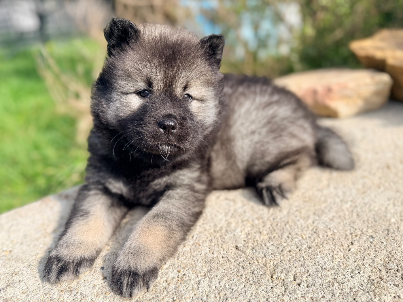 De La Vallée Du Petit Pré - Chiots disponibles - Eurasier