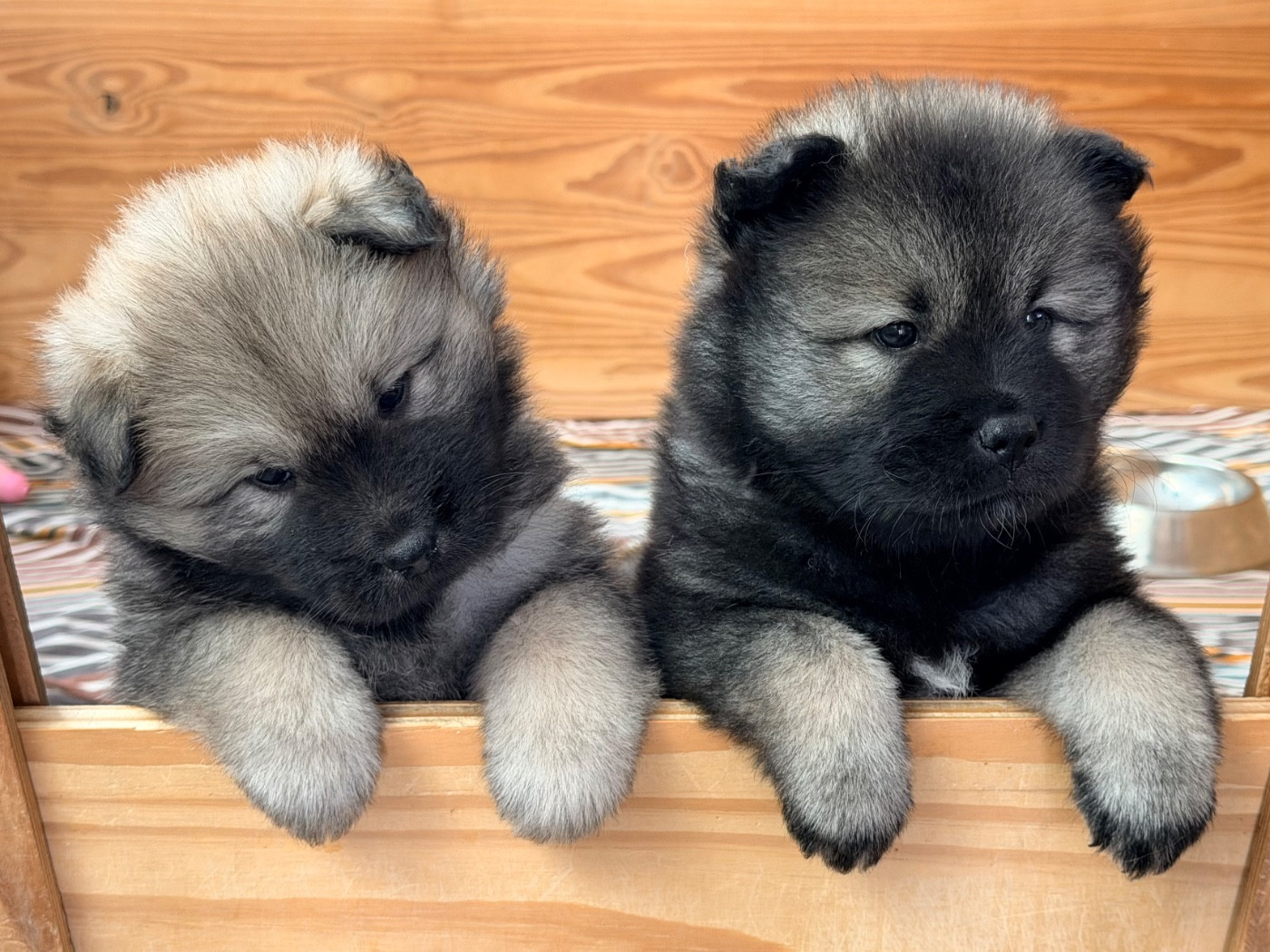 Chiot Eurasier De La Vallée Du Petit Pré