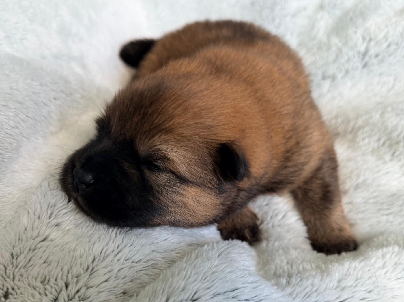 De La Vallée Du Petit Pré - Chiots disponibles - Eurasier