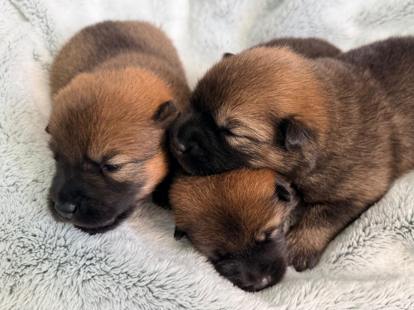 De La Vallée Du Petit Pré - Chiots disponibles - Eurasier