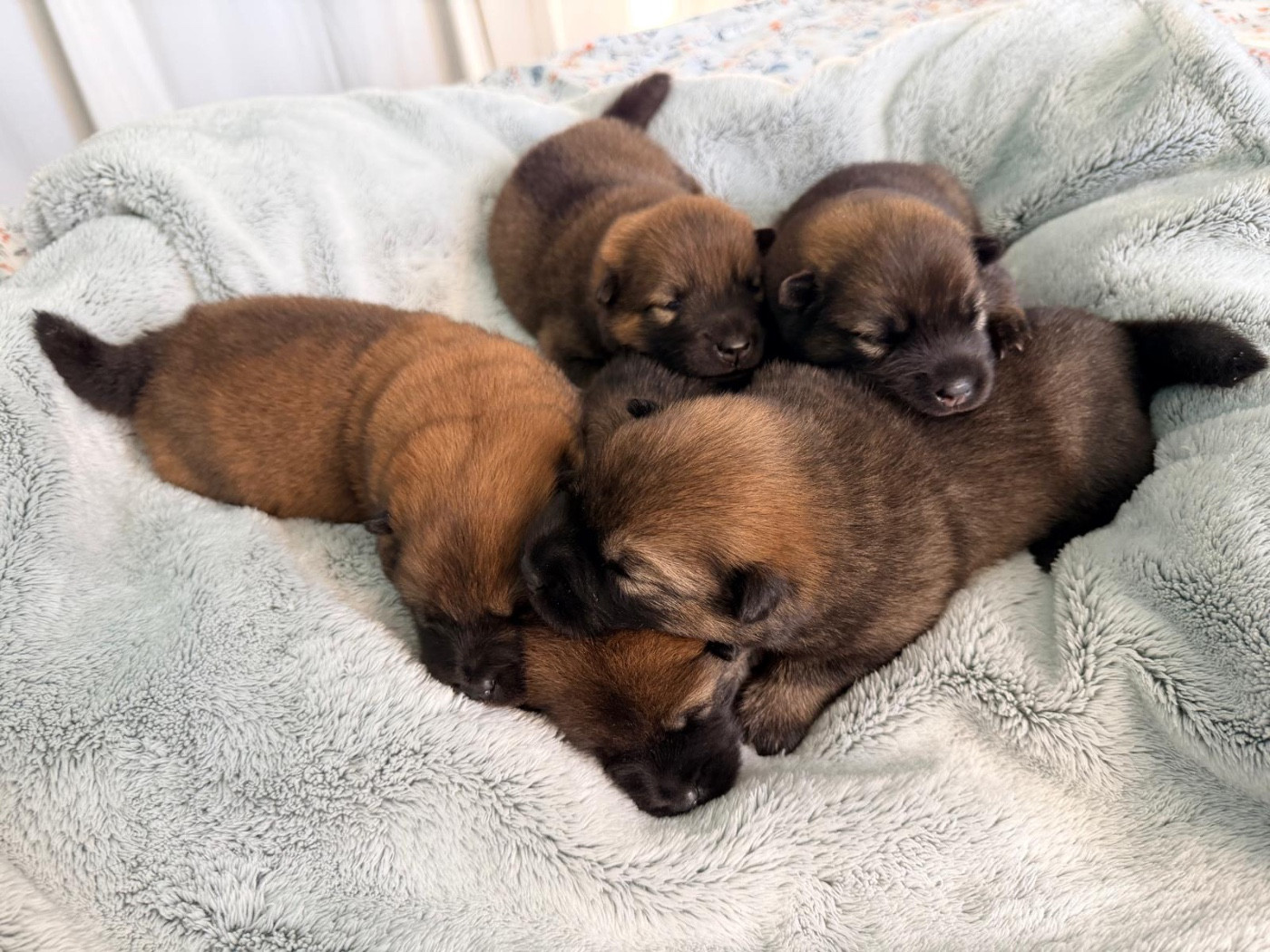 Chiot Eurasier De La Vallée Du Petit Pré