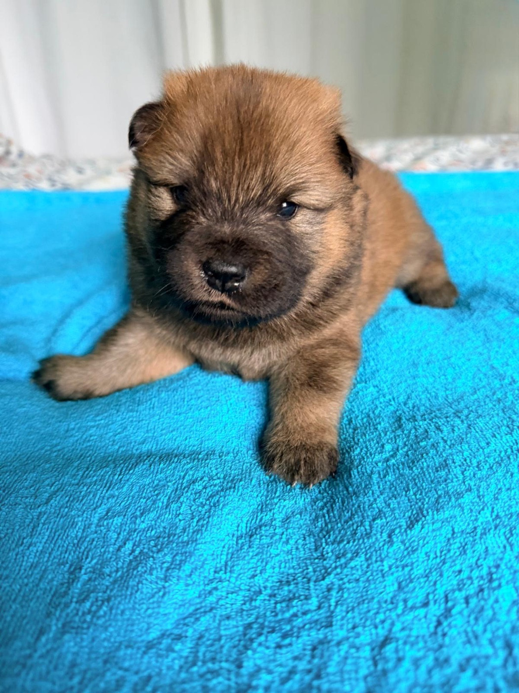 De La Vallée Du Petit Pré - Chiots disponibles - Eurasier