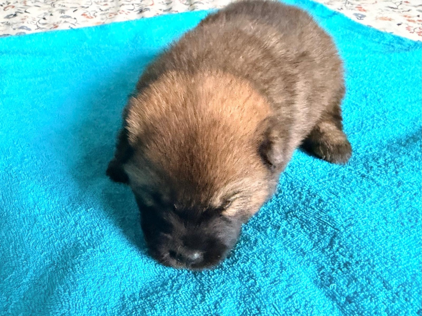 De La Vallée Du Petit Pré - Chiots disponibles - Eurasier