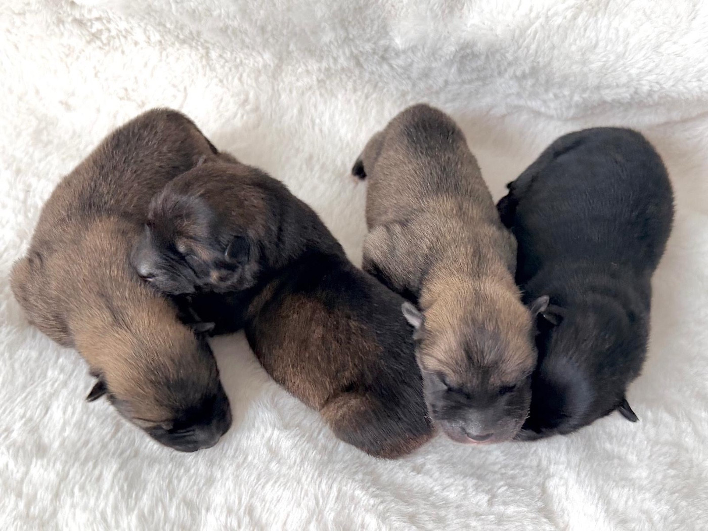 Chiot Eurasier De La Vallée Du Petit Pré