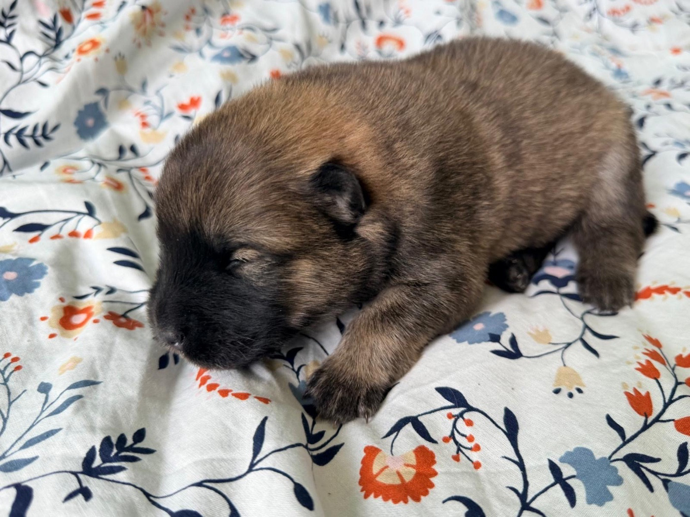 De La Vallée Du Petit Pré - Chiots disponibles - Eurasier