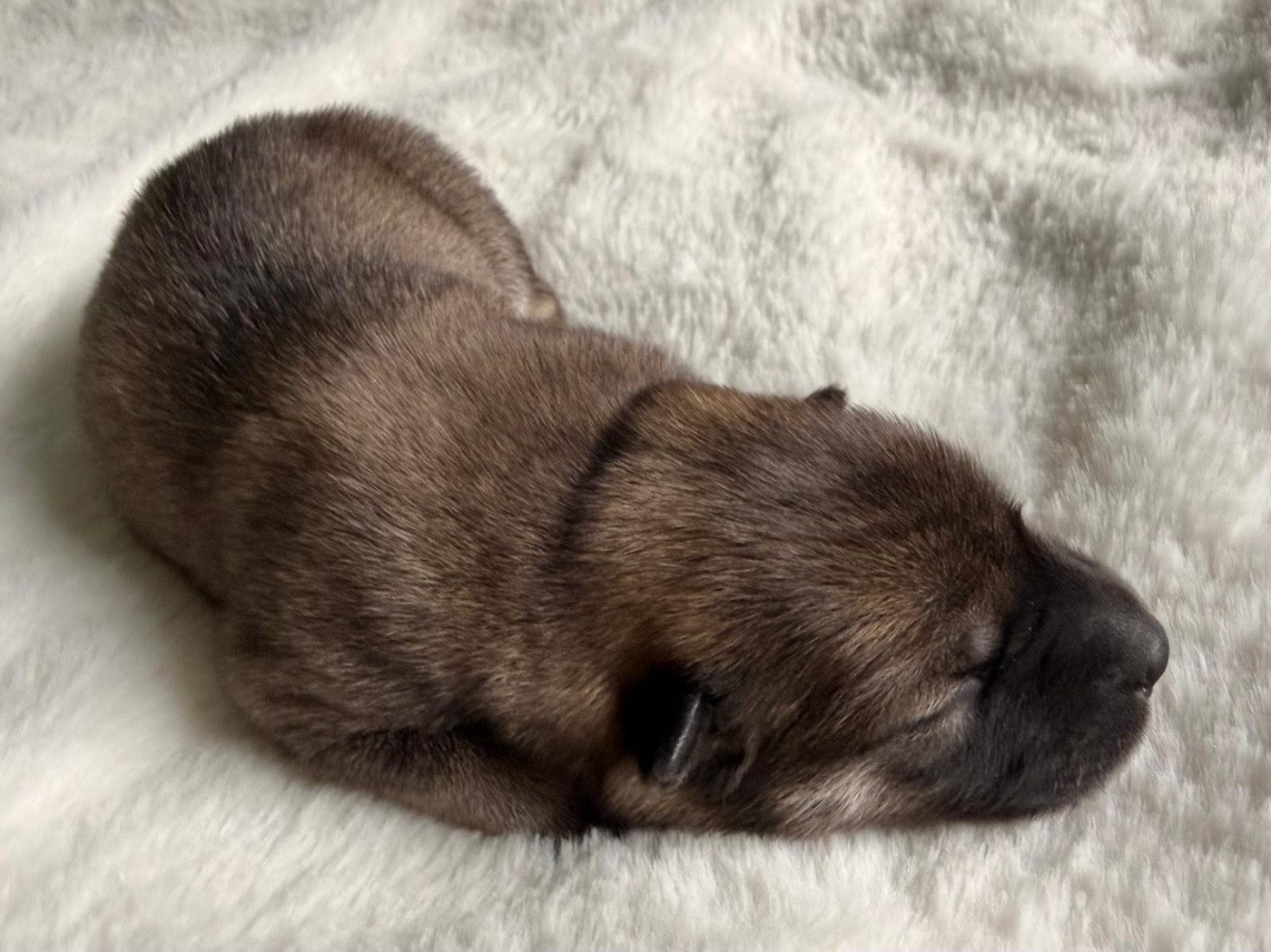 De La Vallée Du Petit Pré - Chiots disponibles - Eurasier