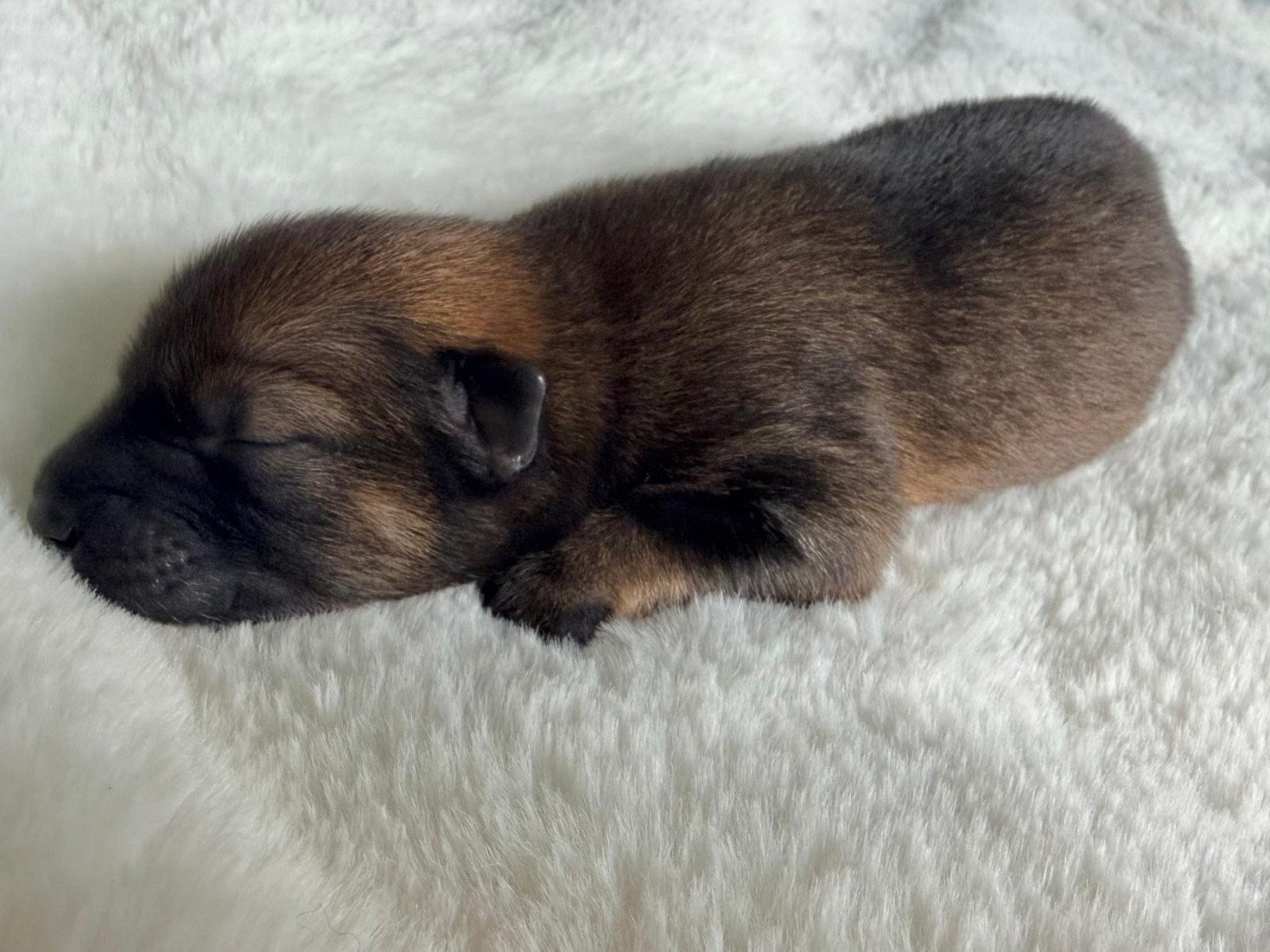 De La Vallée Du Petit Pré - Chiots disponibles - Eurasier