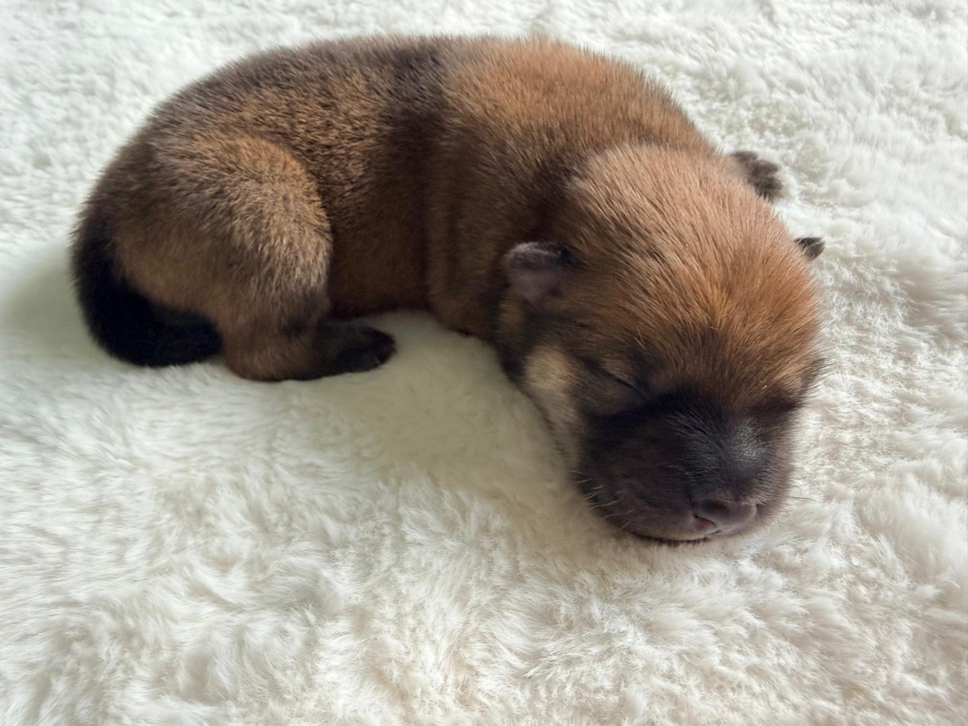 De La Vallée Du Petit Pré - Chiots disponibles - Eurasier