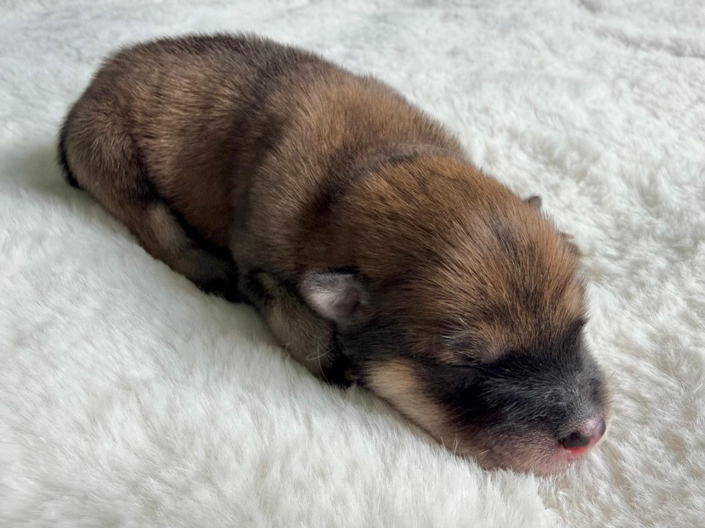 De La Vallée Du Petit Pré - Chiots disponibles - Eurasier