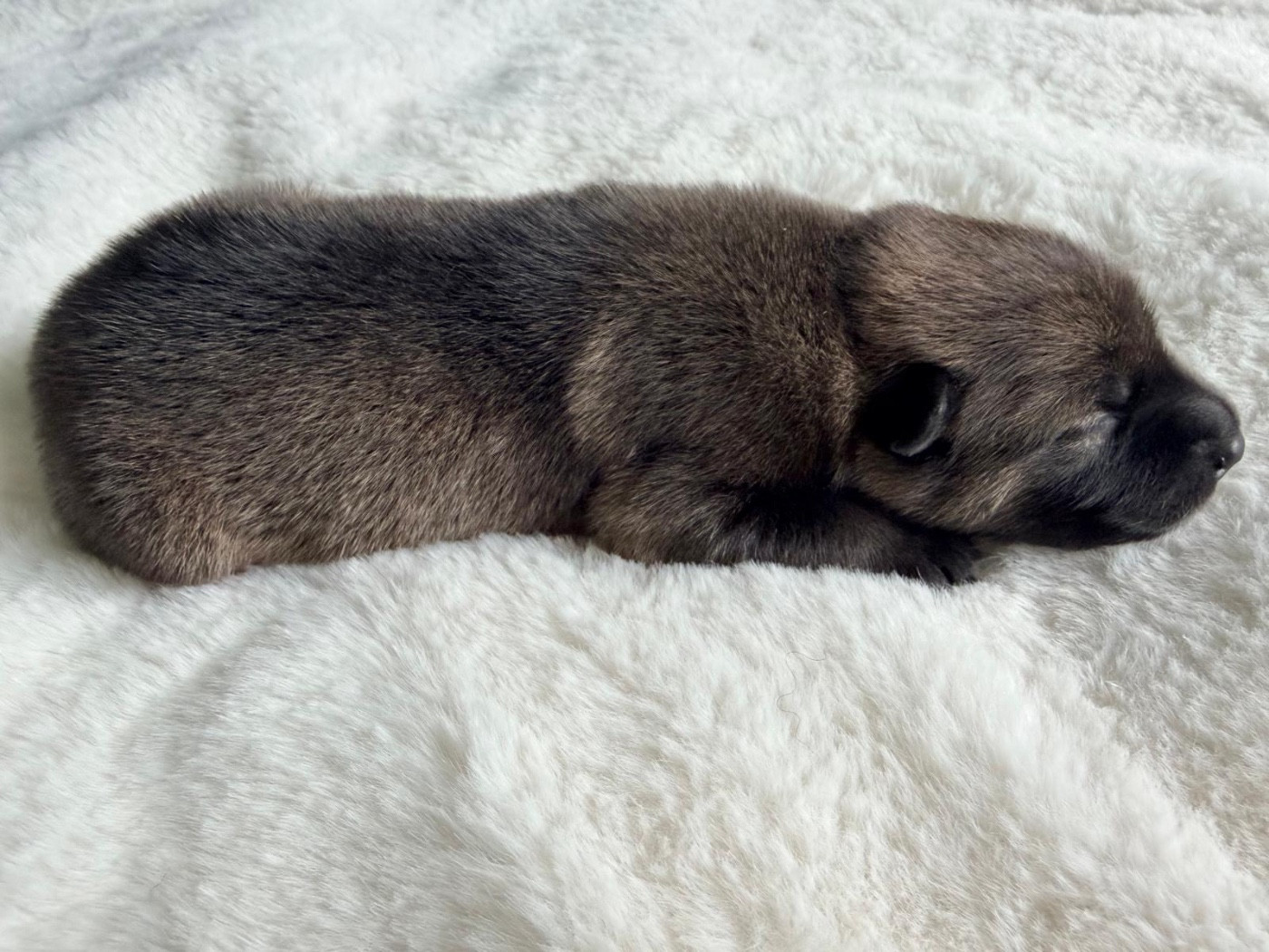 De La Vallée Du Petit Pré - Chiots disponibles - Eurasier