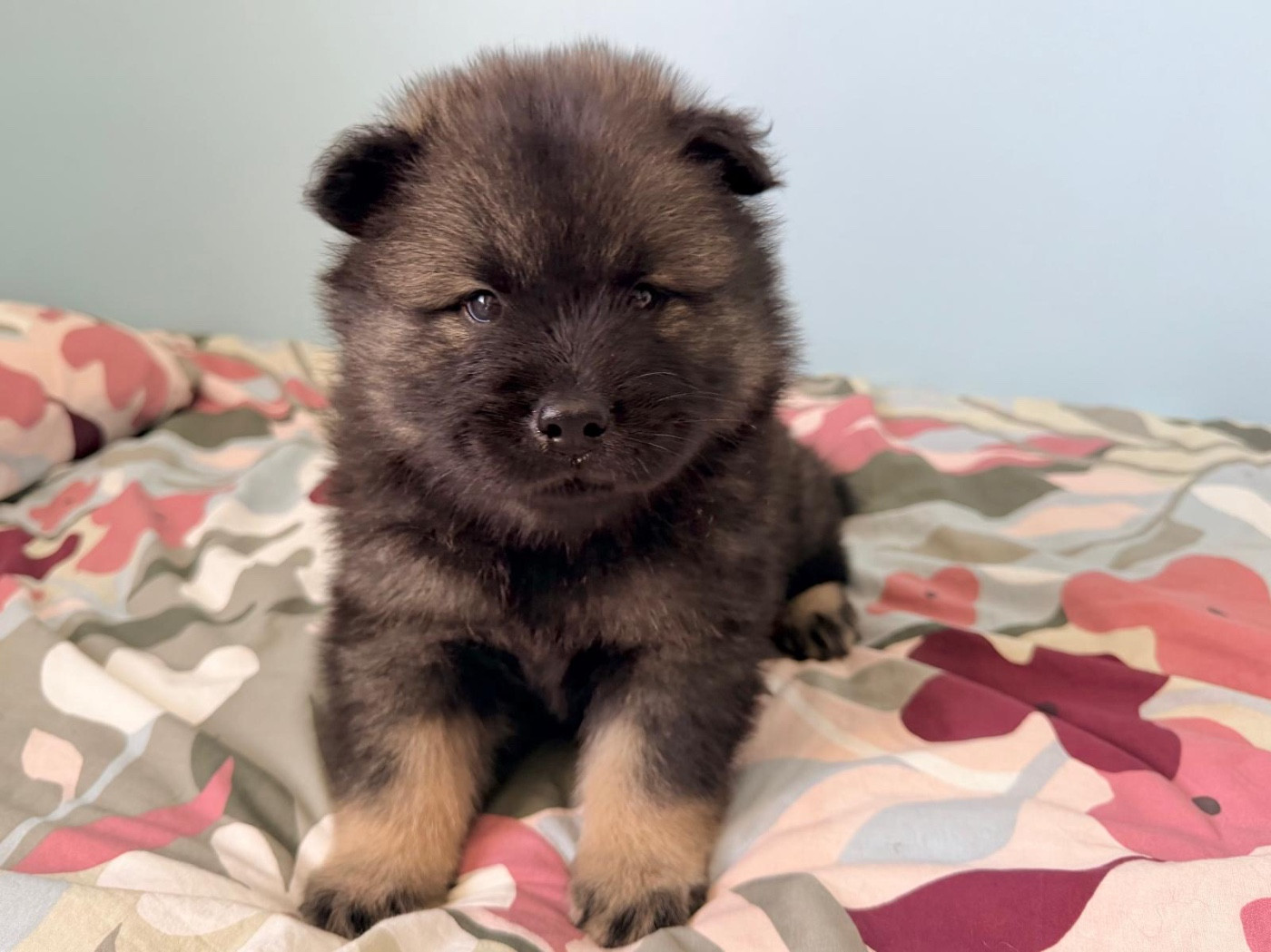 De La Vallée Du Petit Pré - Chiots disponibles - Eurasier