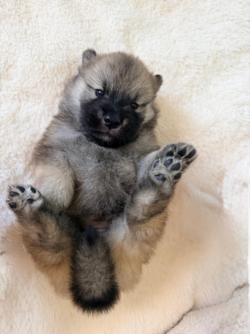 De La Vallée Du Petit Pré - Chiots disponibles - Eurasier