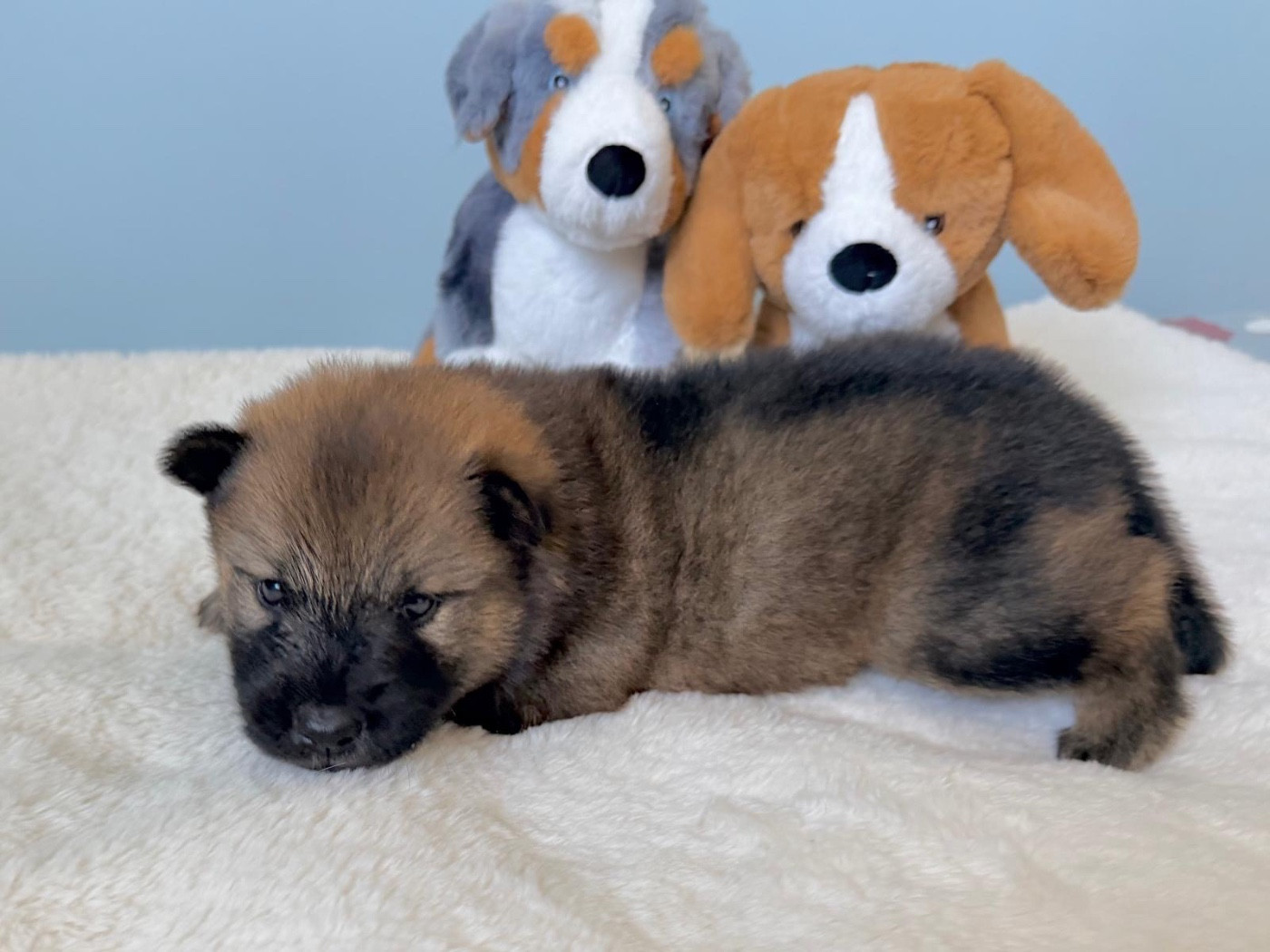 De La Vallée Du Petit Pré - Chiots disponibles - Eurasier