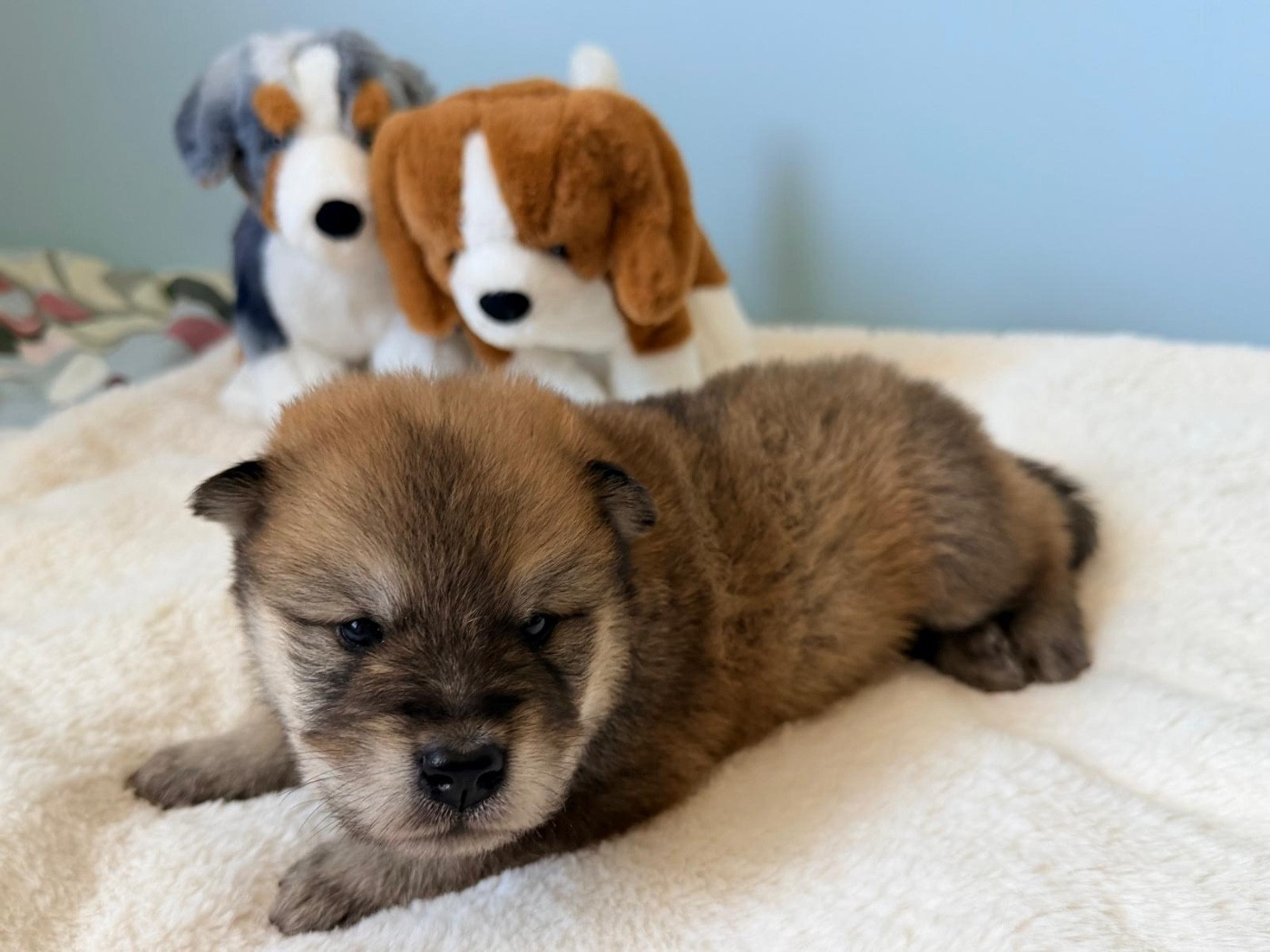 De La Vallée Du Petit Pré - Chiots disponibles - Eurasier