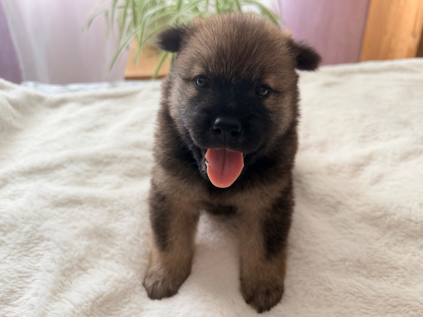 De La Vallée Du Petit Pré - Chiots disponibles - Eurasier