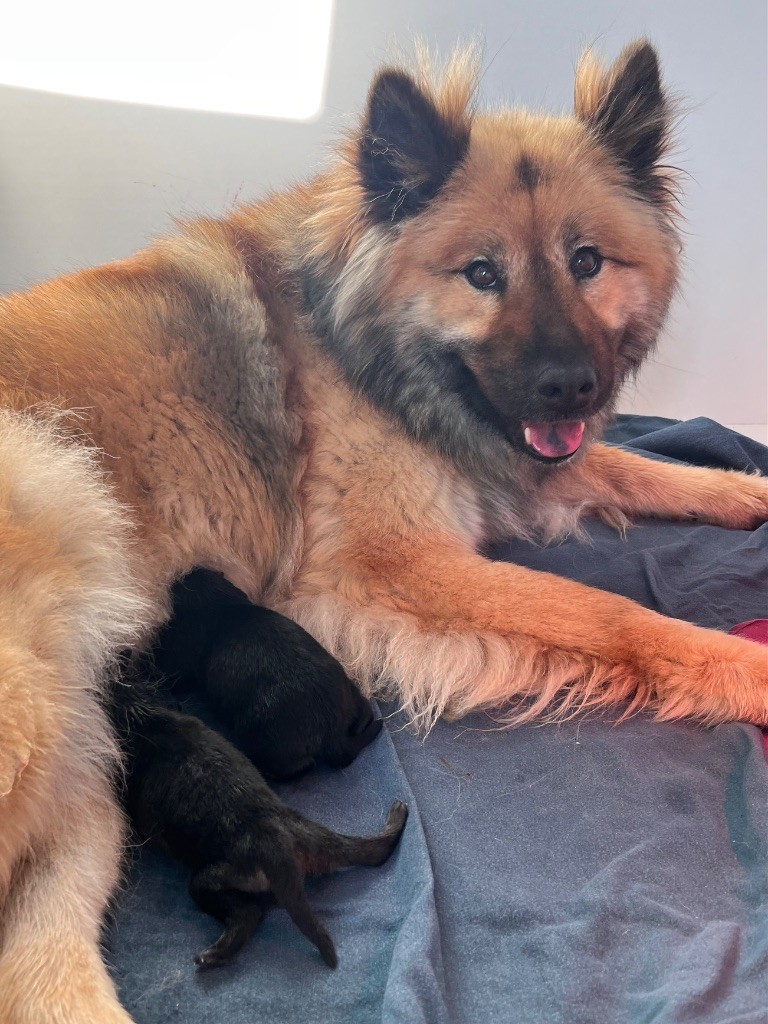 Chiot Eurasier De La Vallée Du Petit Pré