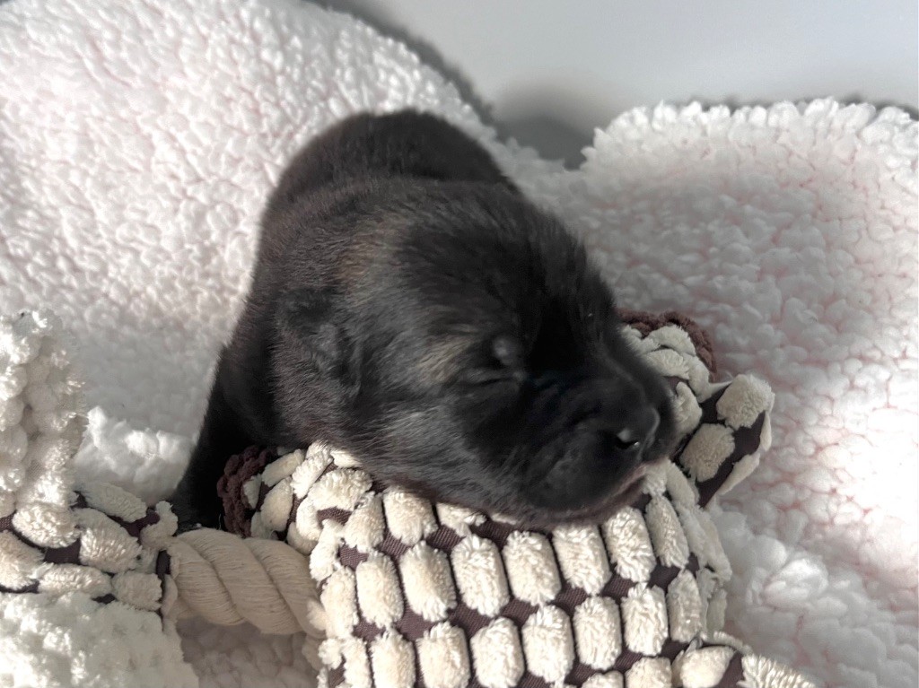 De La Vallée Du Petit Pré - Chiots disponibles - Eurasier