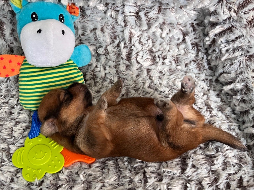 De La Vallée Du Petit Pré - Chiots disponibles - Bichon Havanais