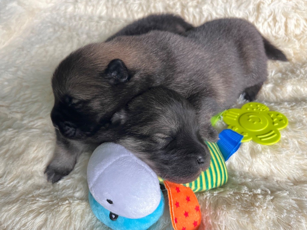 De La Vallée Du Petit Pré - Chiots disponibles - Eurasier