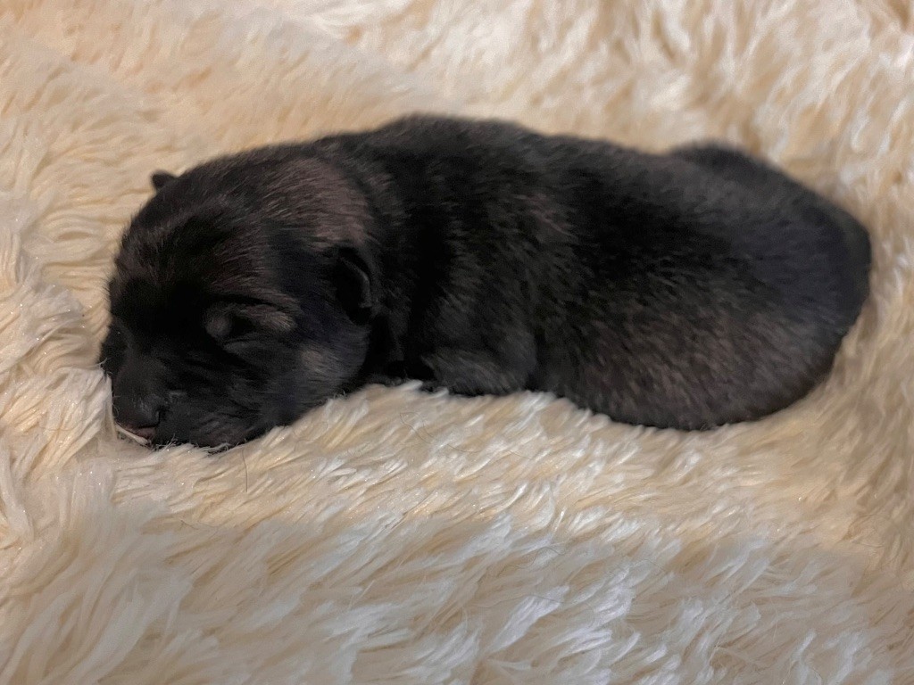 De La Vallée Du Petit Pré - Chiots disponibles - Eurasier