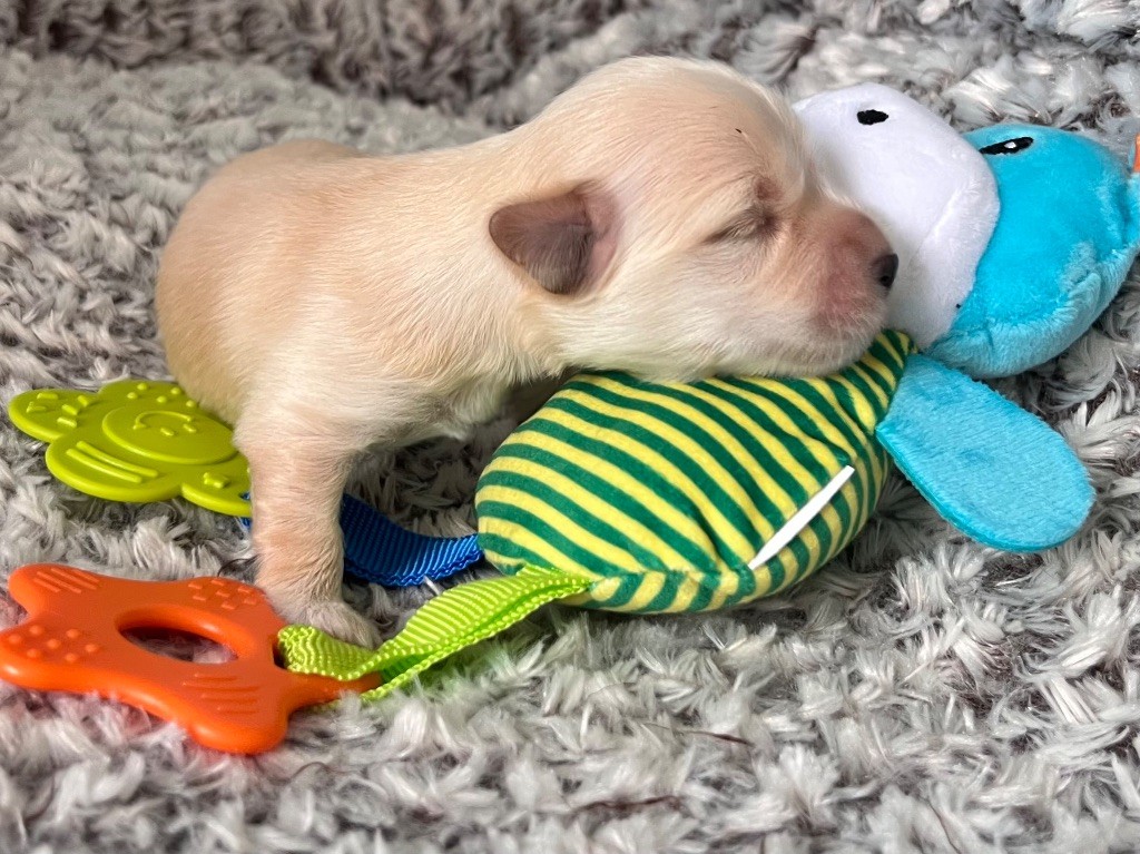 De La Vallée Du Petit Pré - Chiots disponibles - Bichon Havanais