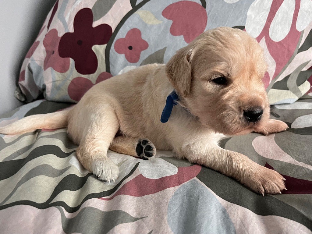 De La Vallée Du Petit Pré - Chiots disponibles - Golden Retriever