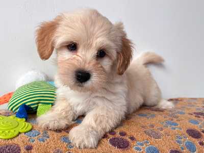 A*Teddy