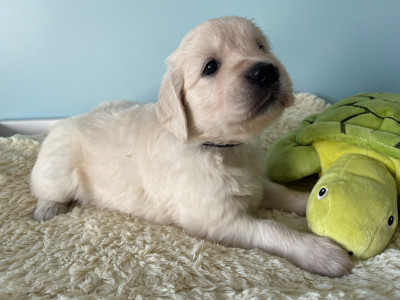 Miss 2 : Collier Violet