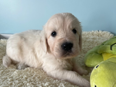 Miss 3 : Collier Orange