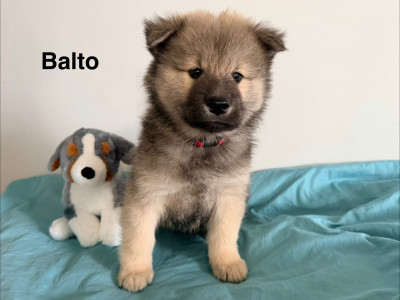Mister 1 : Balto