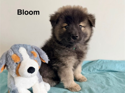 Mister 5 : Bloom