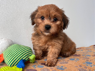 A*Milo