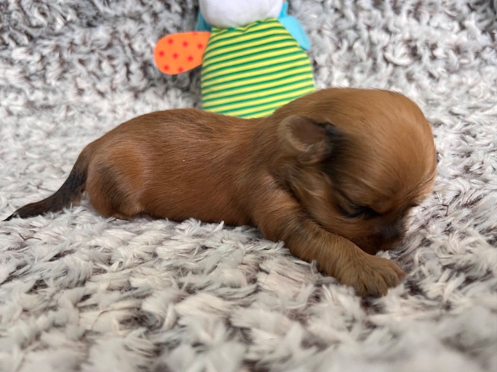 De La Vallée Du Petit Pré - Chiots disponibles - Bichon Havanais