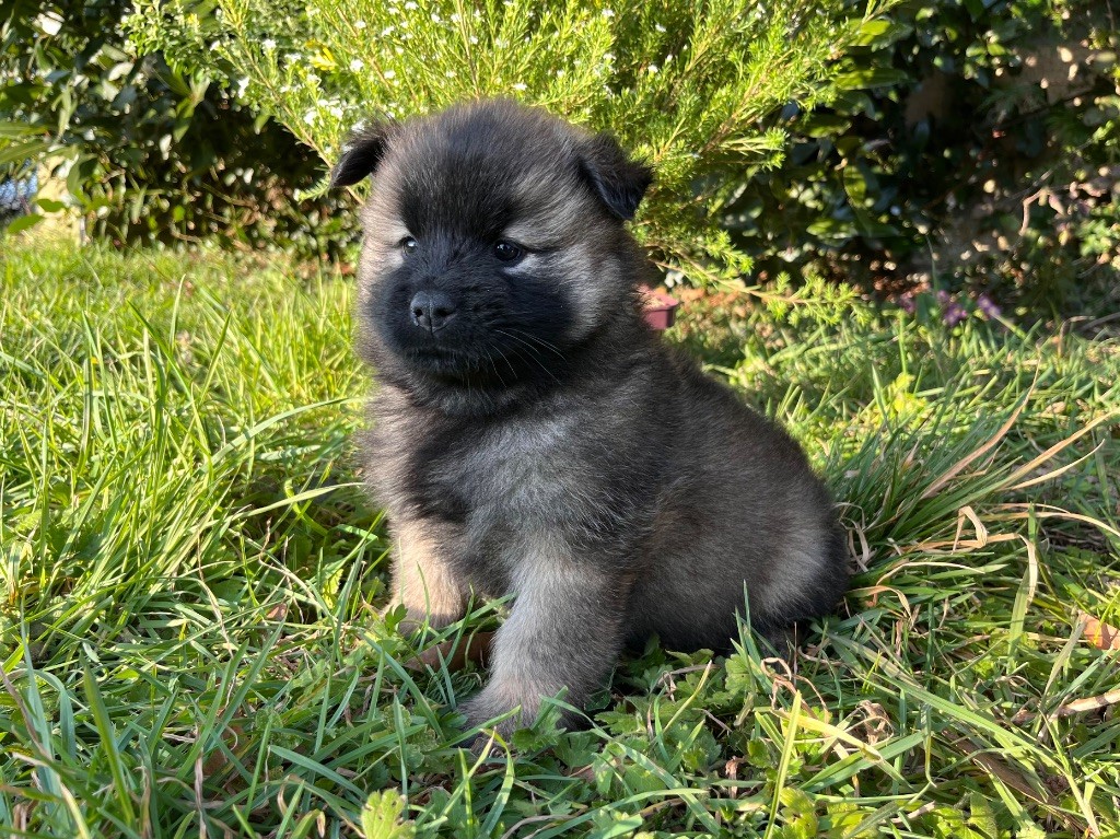 De La Vallée Du Petit Pré - Chiots disponibles - Eurasier