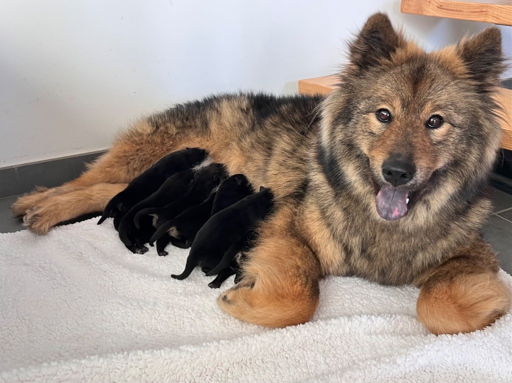 De La Vallée Du Petit Pré - Chiots disponibles - Eurasier