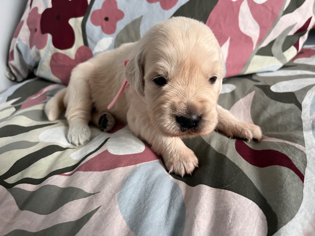 De La Vallée Du Petit Pré - Chiots disponibles - Golden Retriever
