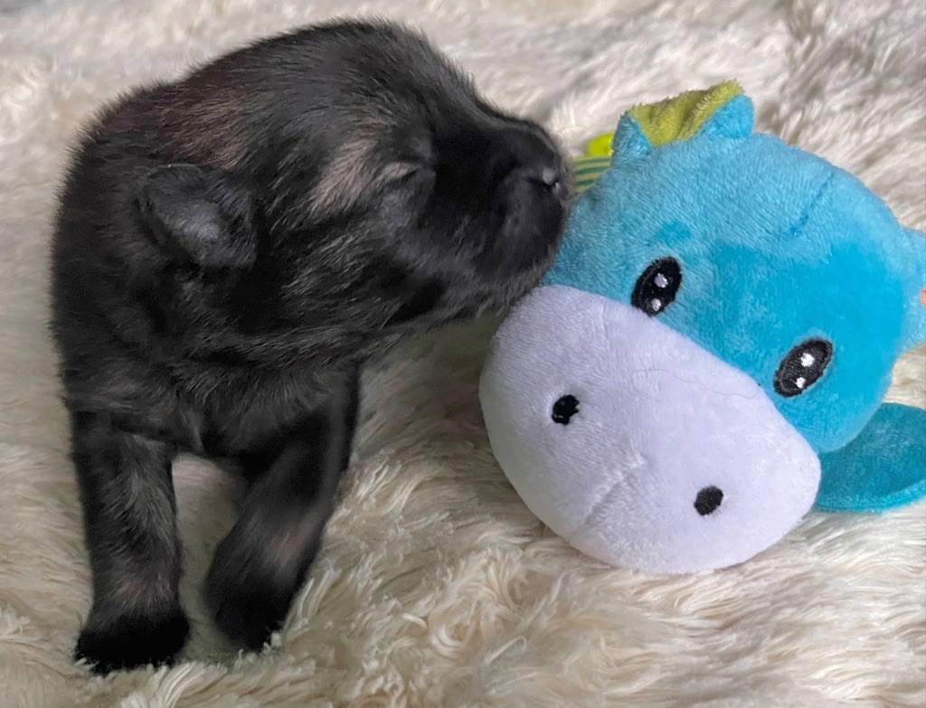De La Vallée Du Petit Pré - Chiots disponibles - Eurasier