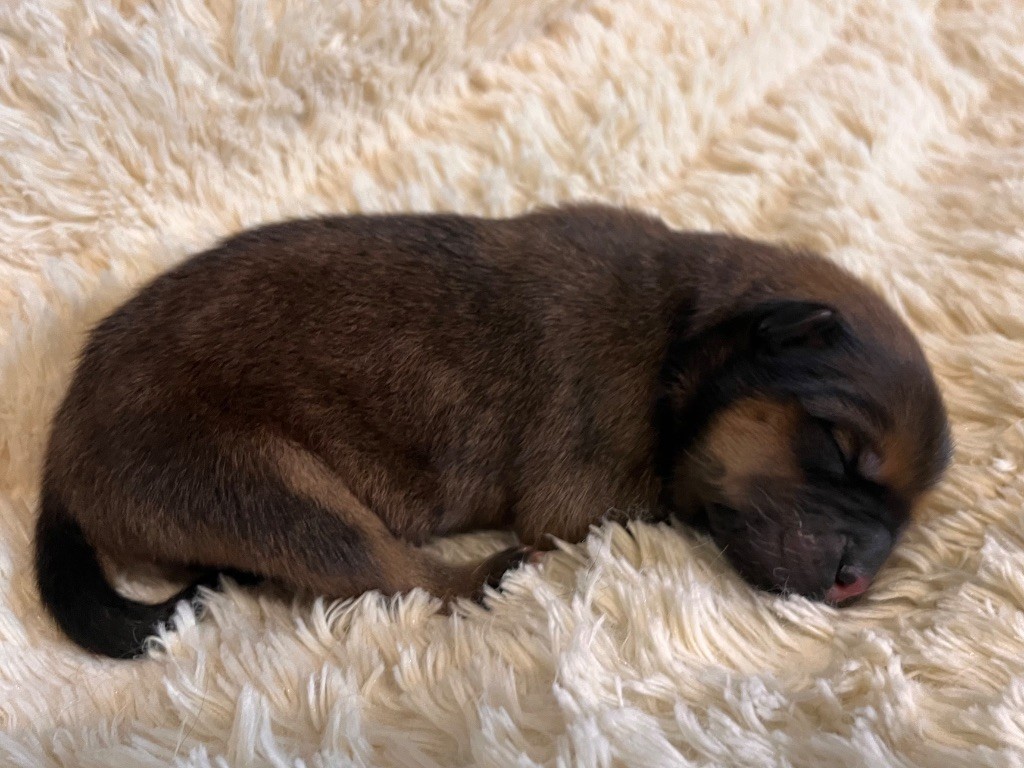 De La Vallée Du Petit Pré - Chiots disponibles - Eurasier