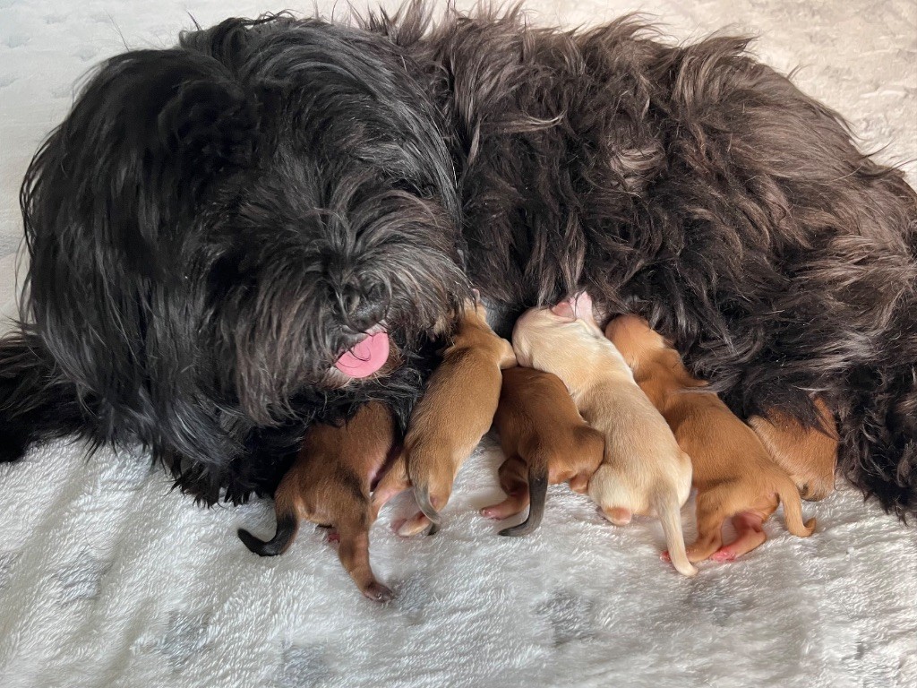 Chiot Bichon Havanais De La Vallée Du Petit Pré