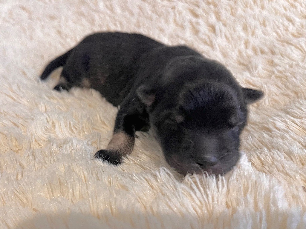 De La Vallée Du Petit Pré - Chiots disponibles - Eurasier